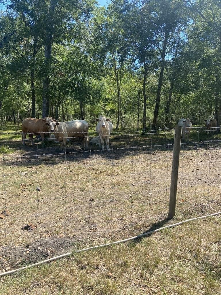 20 acres in Texas County - photo 8