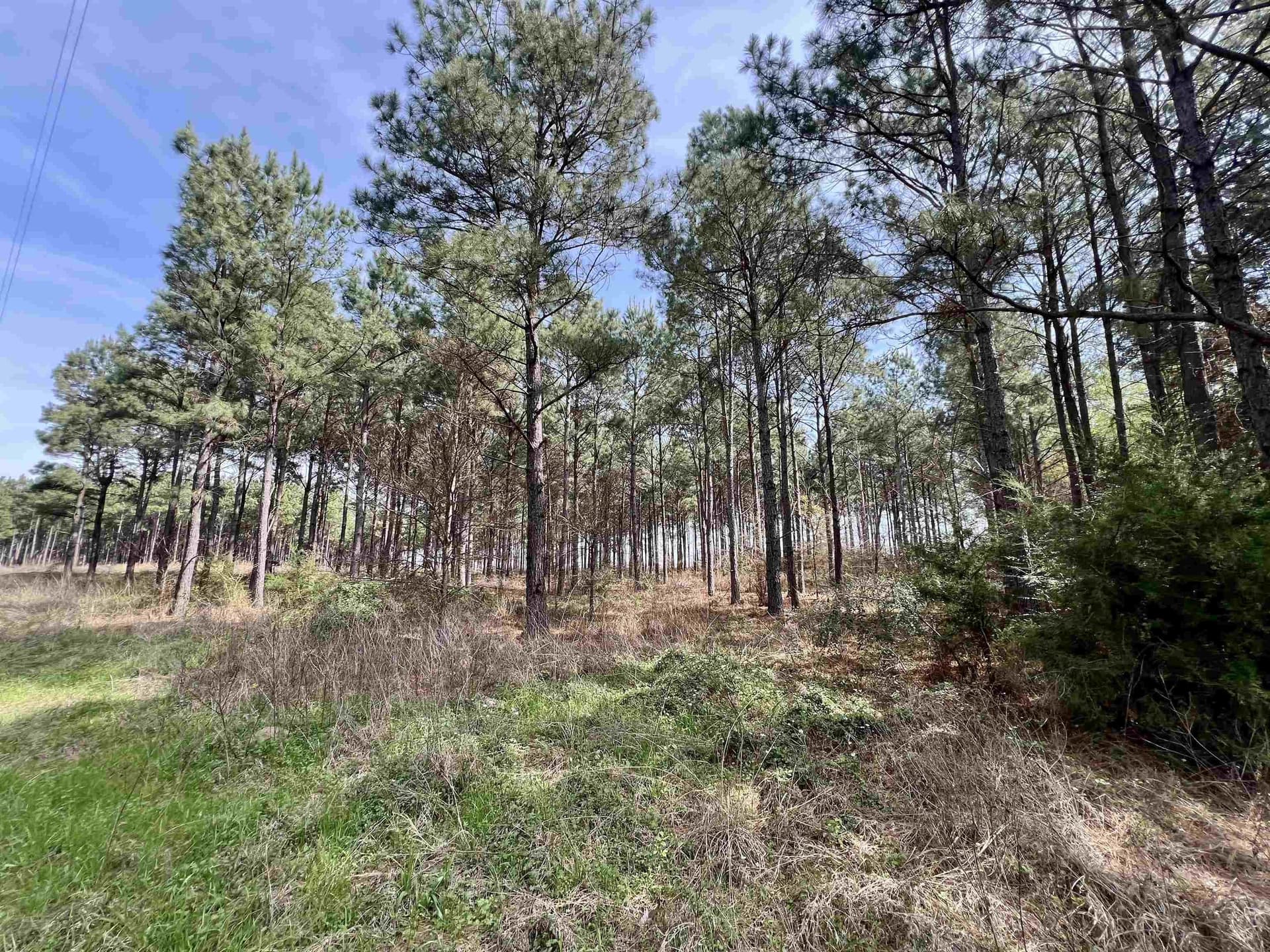 43.2 acres in Wood County - photo 4