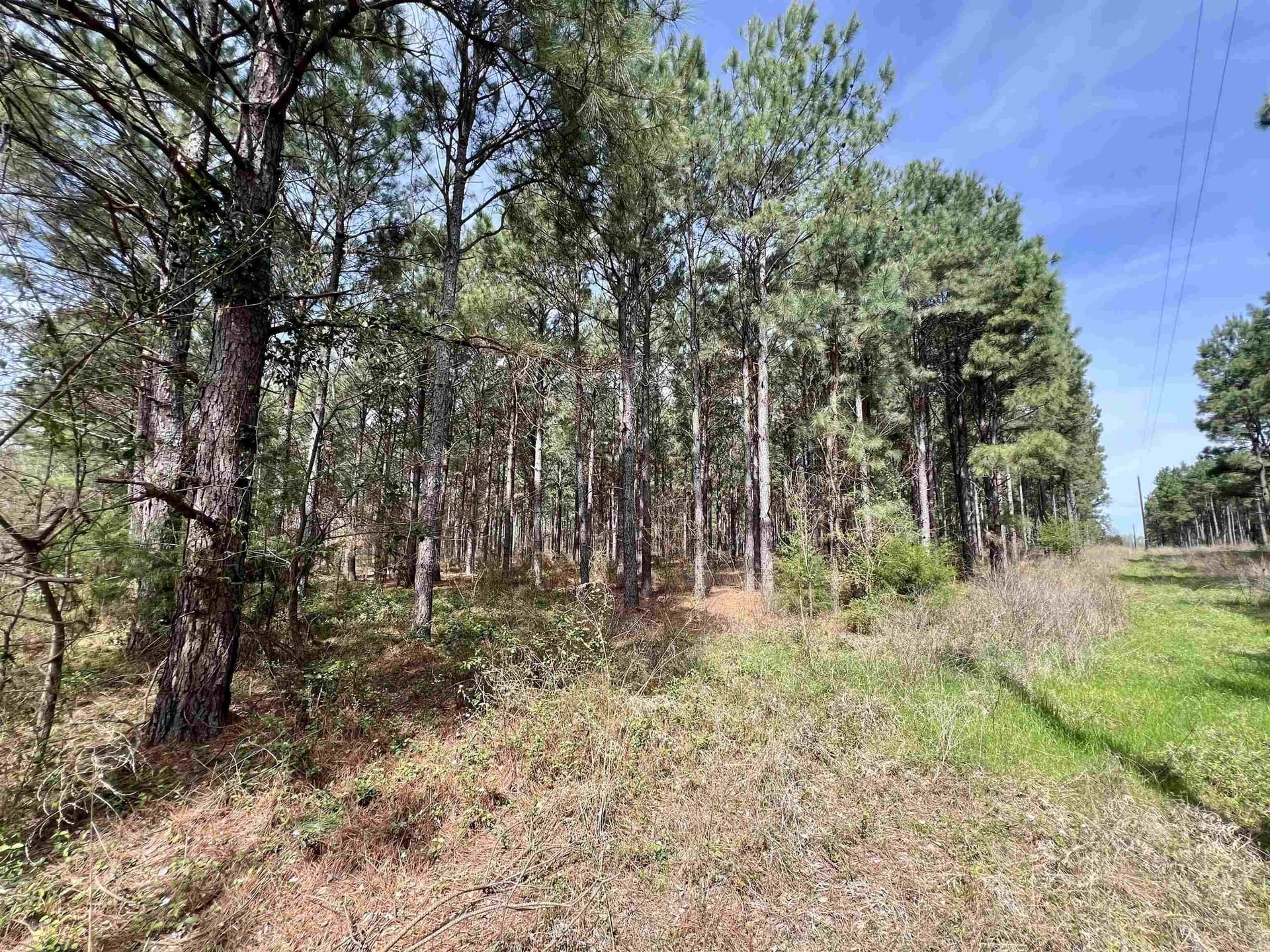 43.2 acres in Wood County - photo 3
