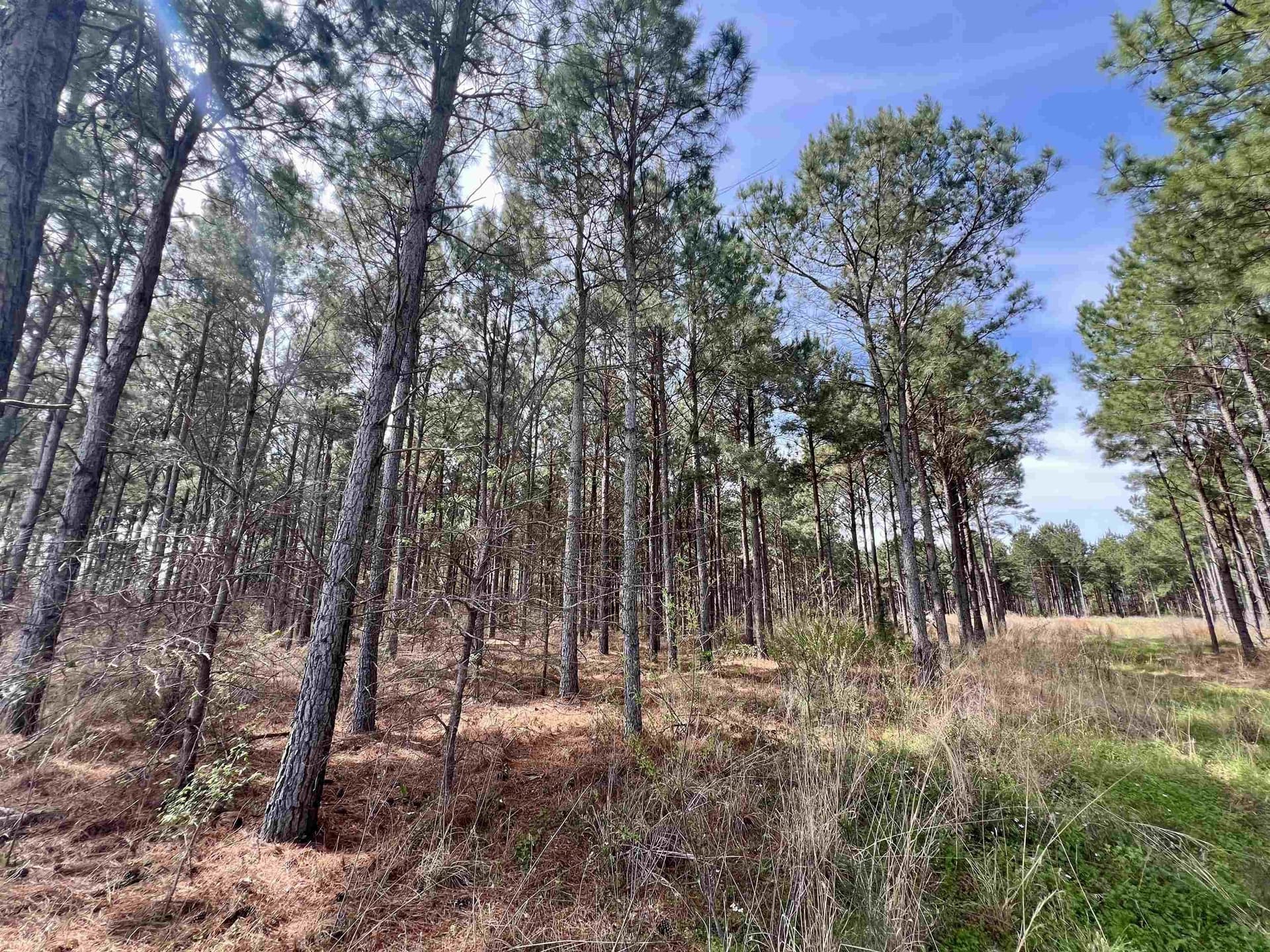 43.2 acres in Wood County - photo 2