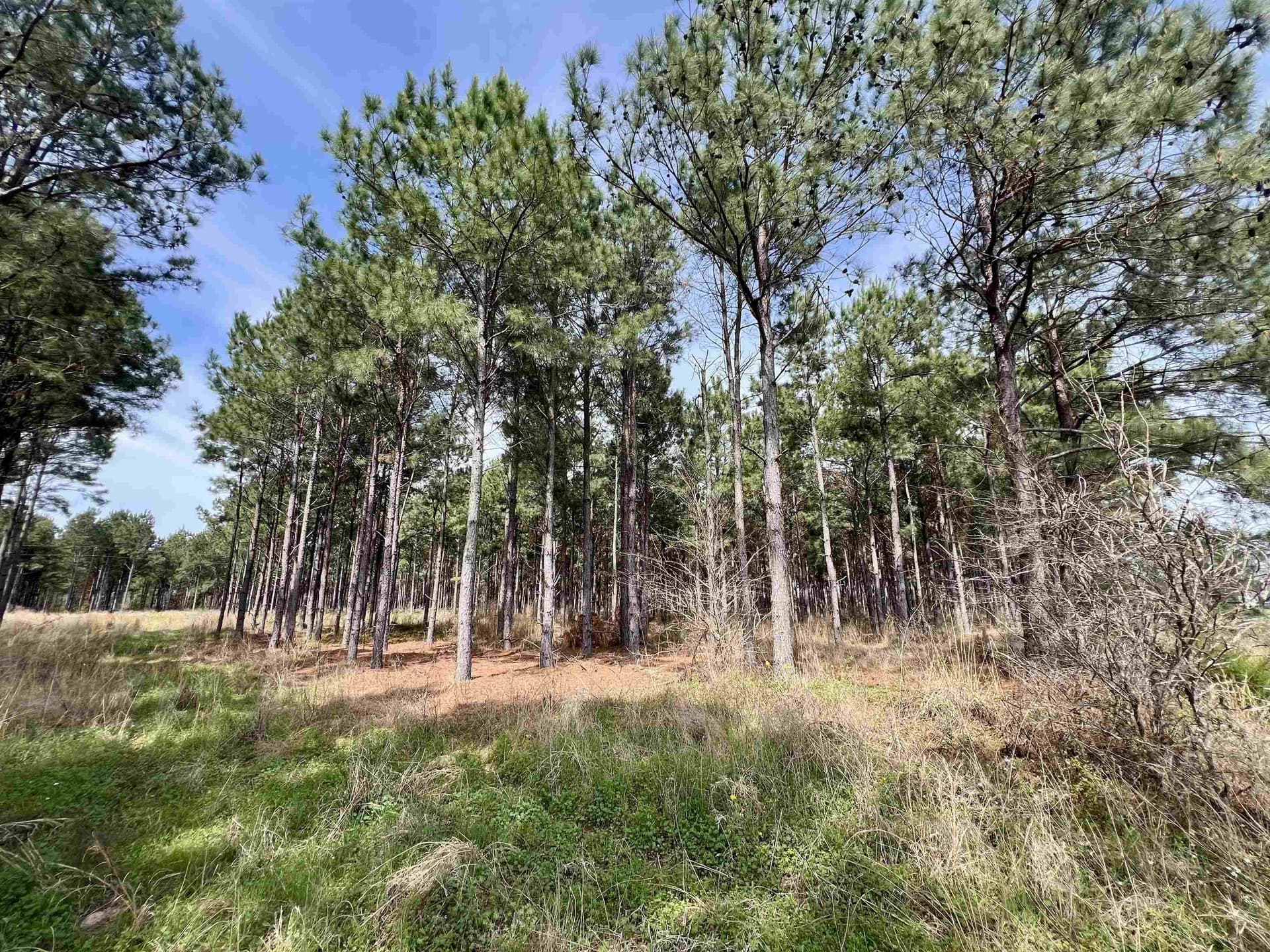 43.2 acres in Wood County - photo 5