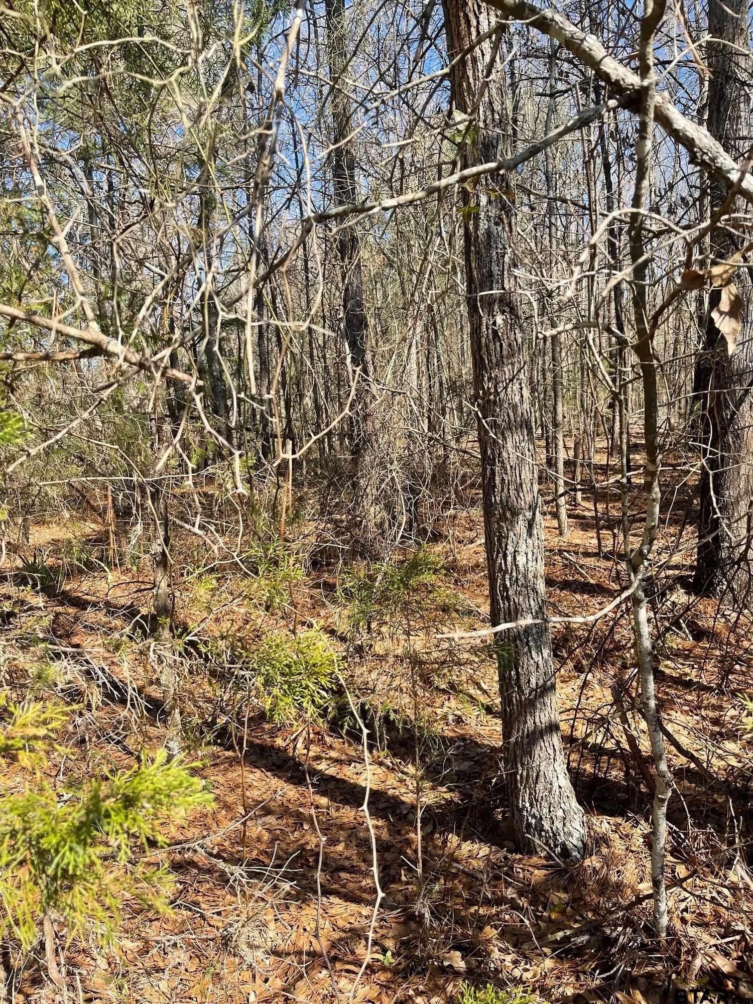 26.99 acres in Smith County - photo 10