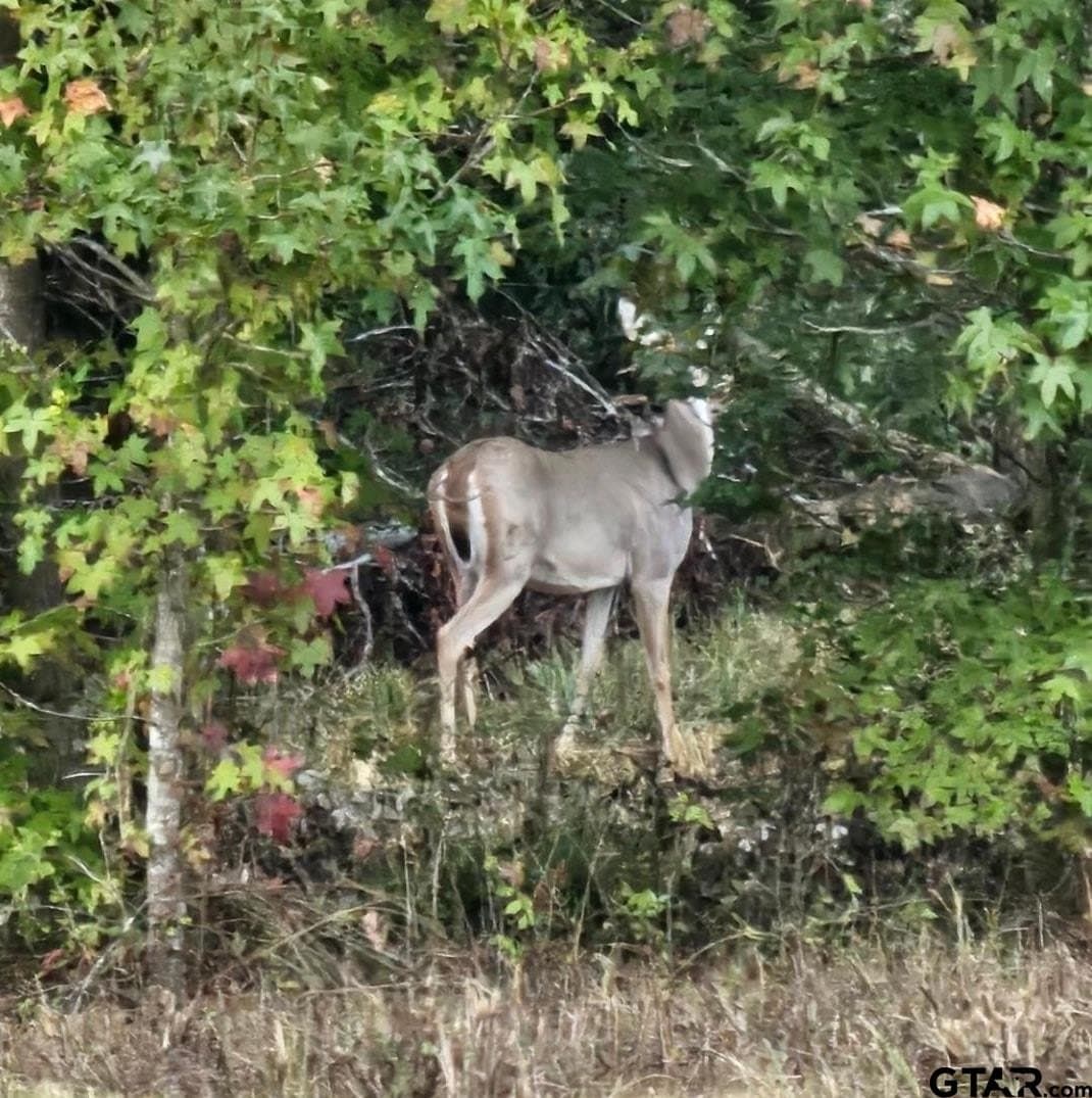 32.03 acres in Rusk County - photo 23