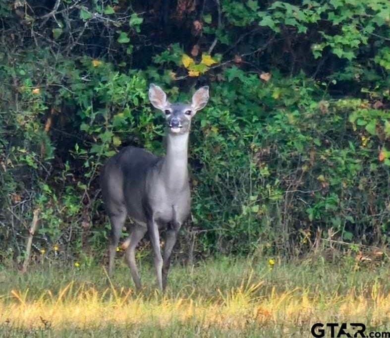 32.03 acres in Rusk County - photo 24