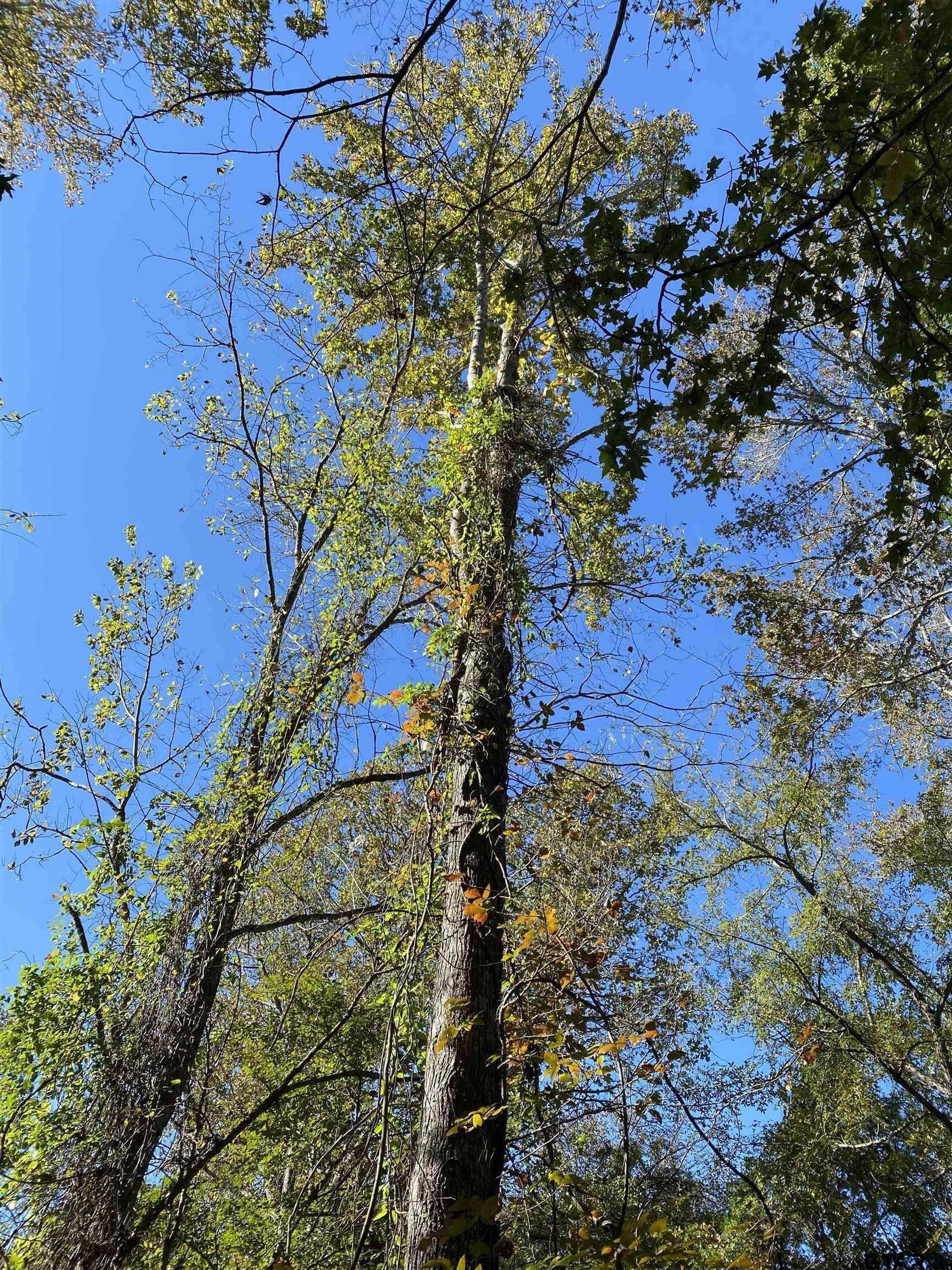 5.48 acres in Henderson County - photo 5