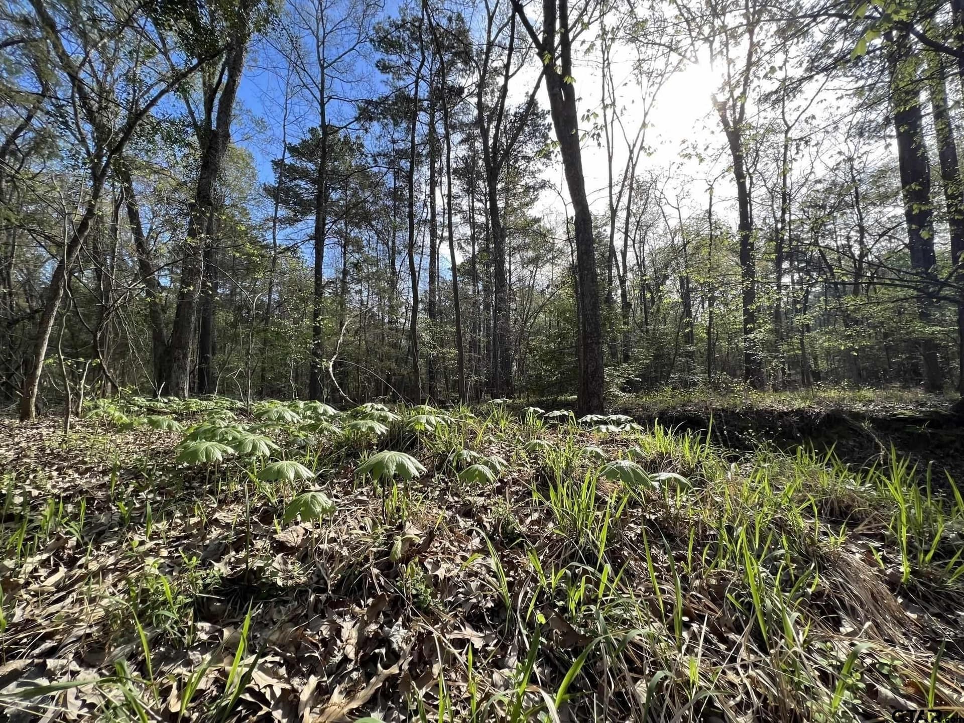 74.45 acres in Smith County - photo 3