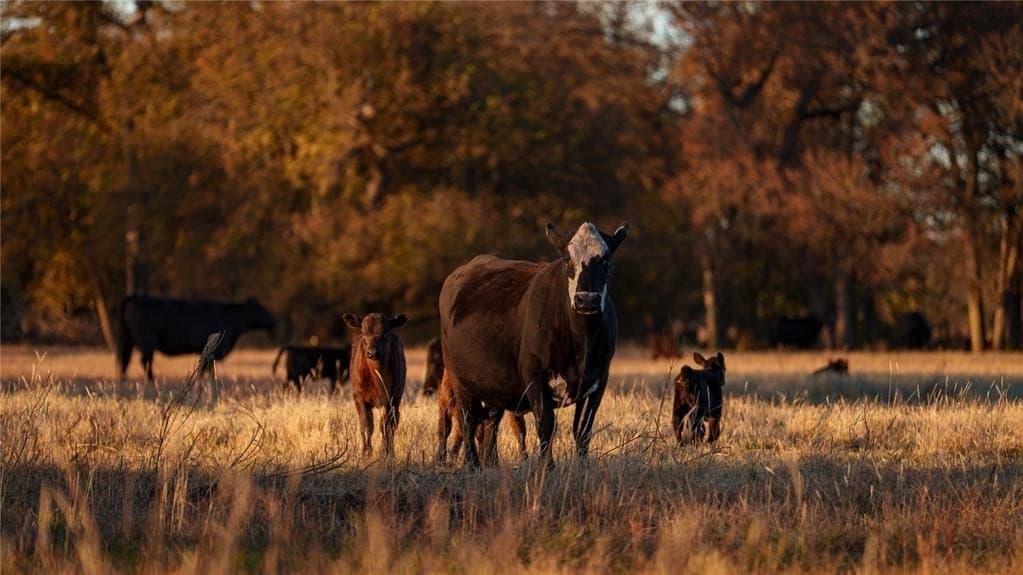 920 acres in Wise County - photo 17