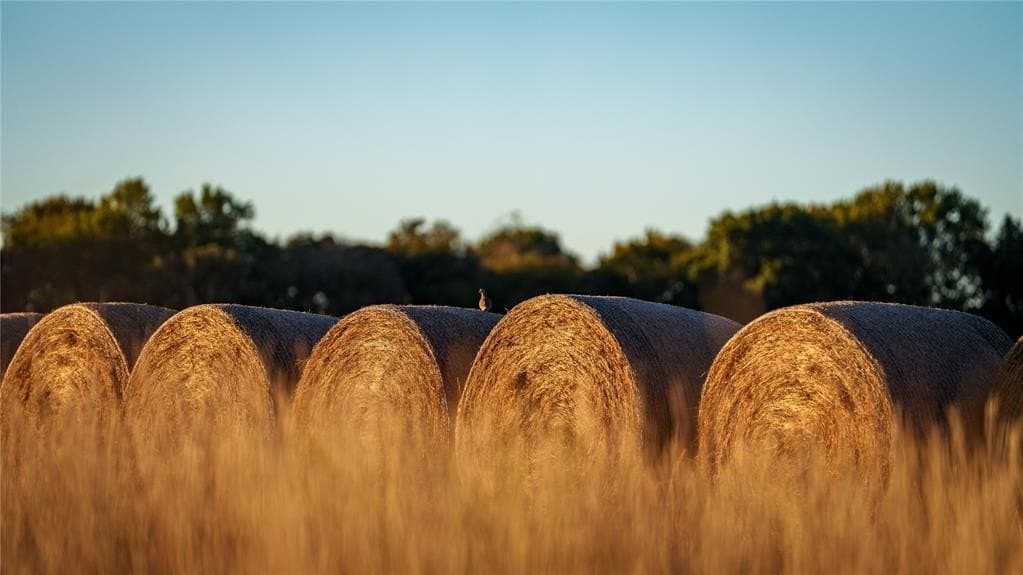 920 acres in Wise County - photo 19