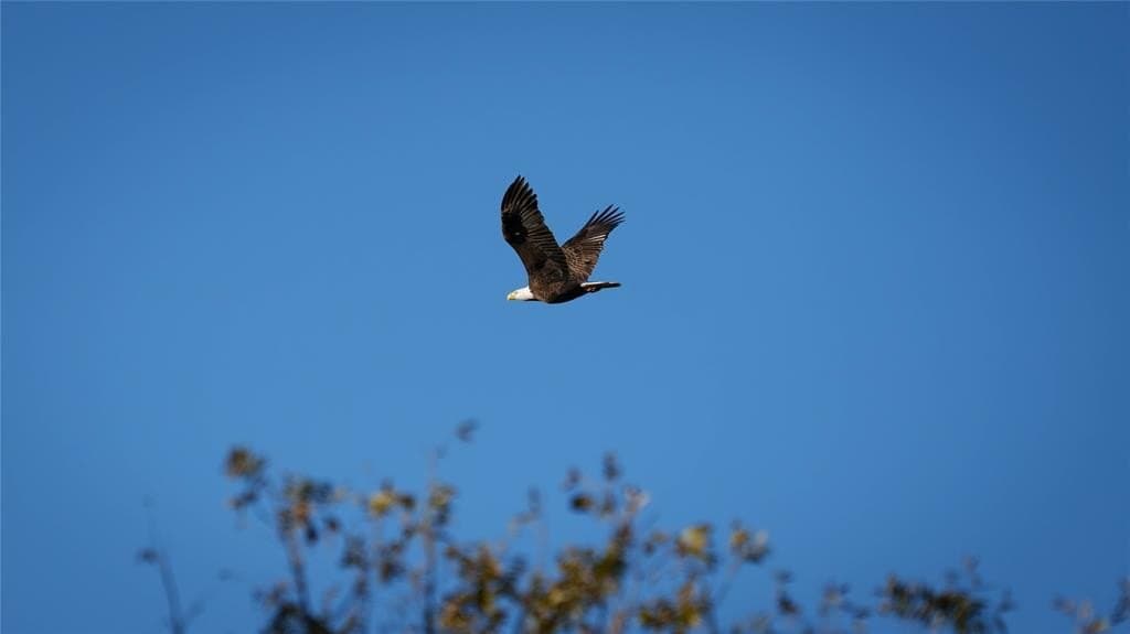 920 acres in Wise County - photo 38