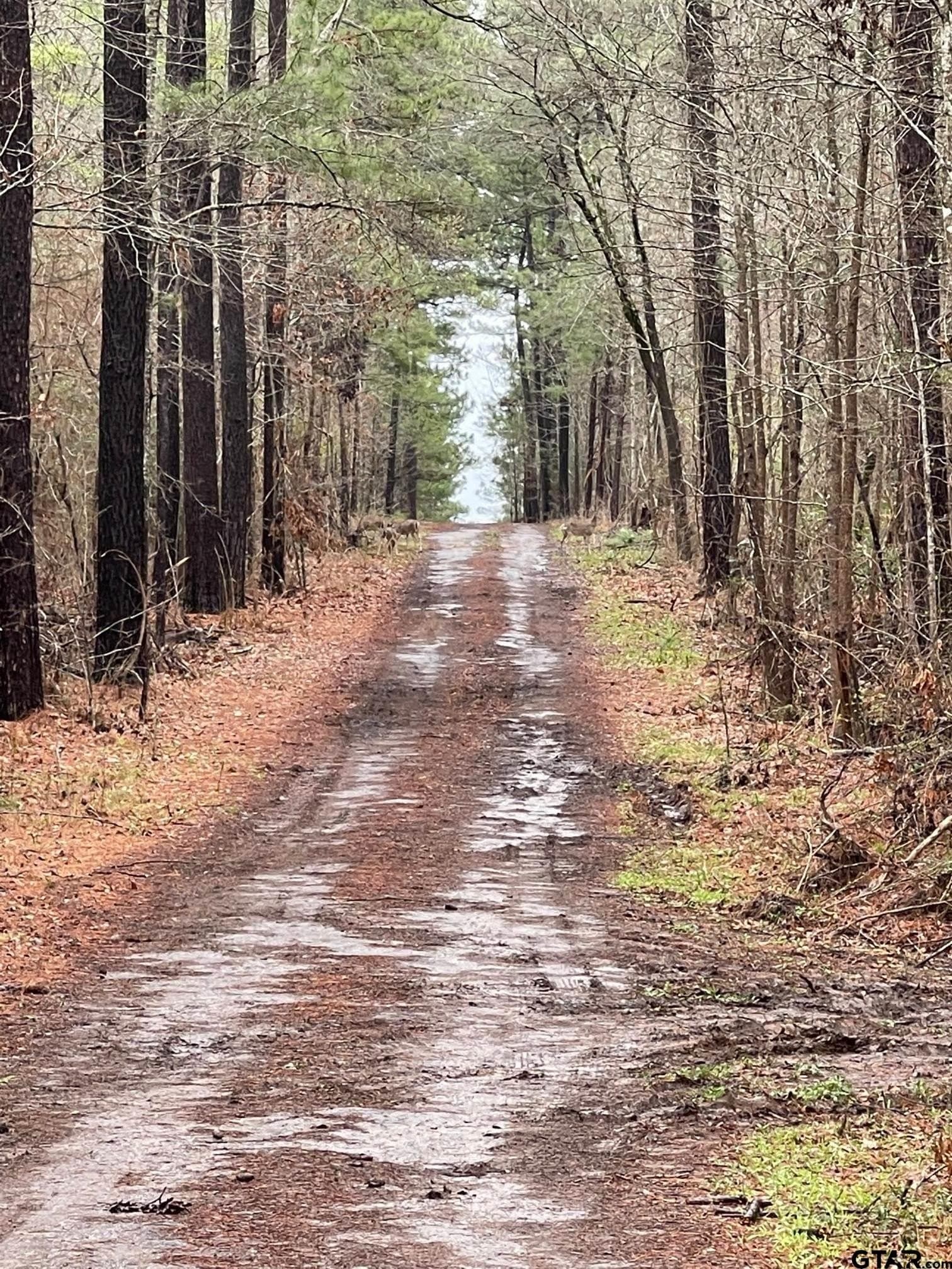 460 acres in Gregg County - photo 3