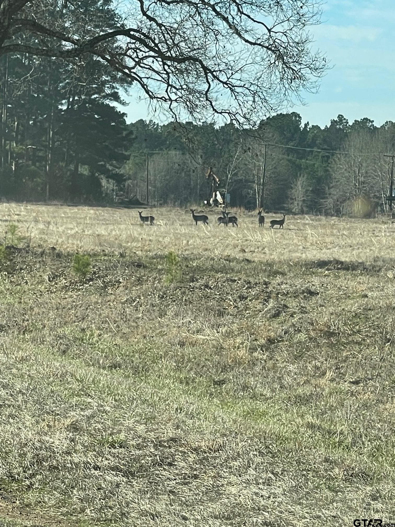 460 acres in Gregg County - photo 4