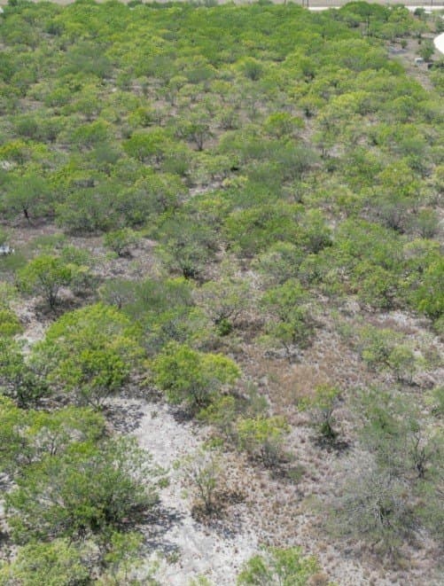 11 acres in Live Oak County - photo 3