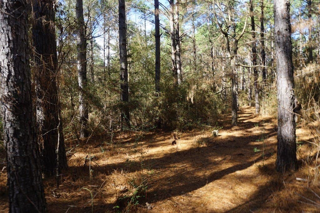 178.67 acres in ANDERSON County - photo 14