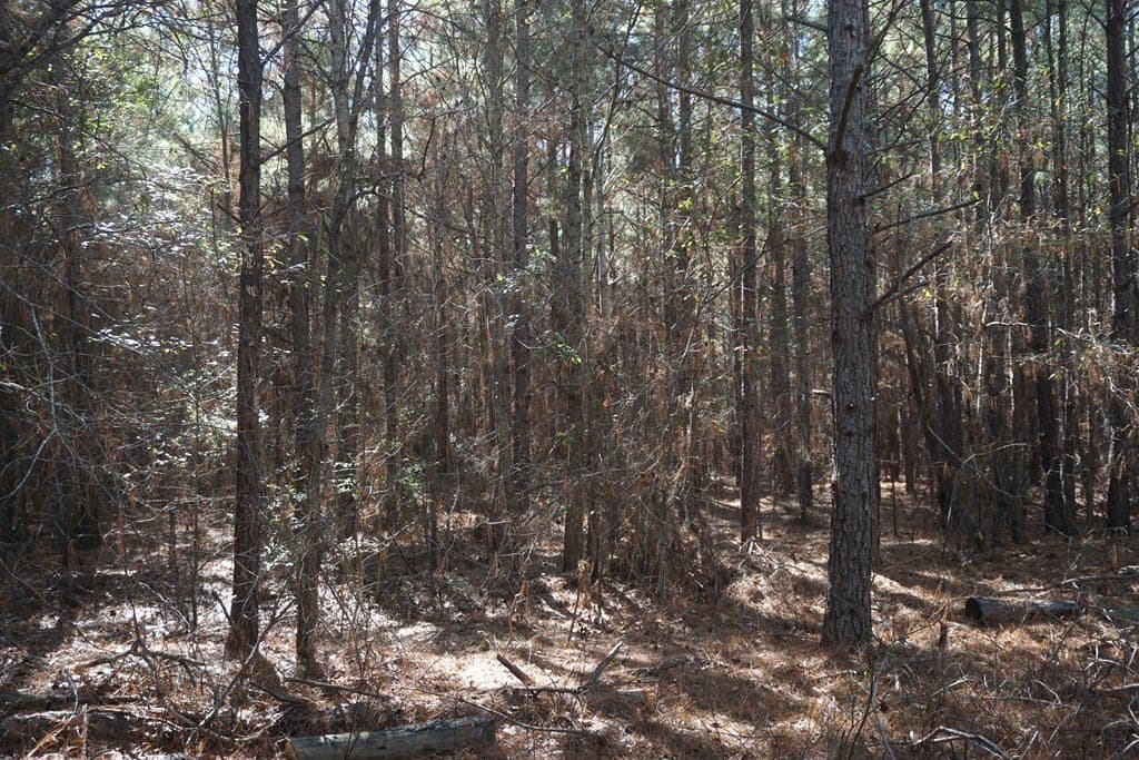 178.67 acres in ANDERSON County - photo 3