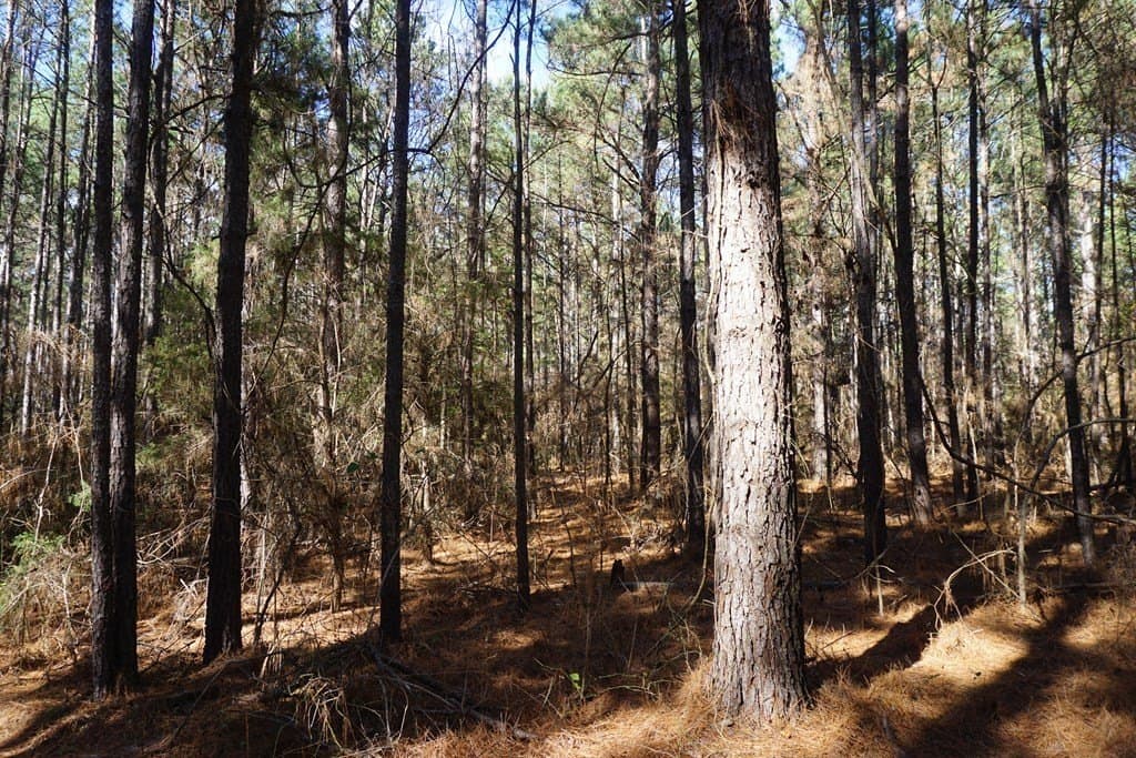 178.67 acres in ANDERSON County - photo 12