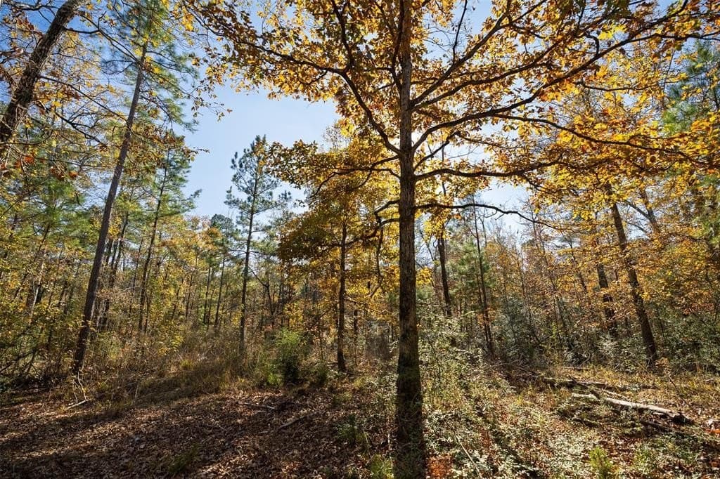 70 acres in Houston County - photo 9