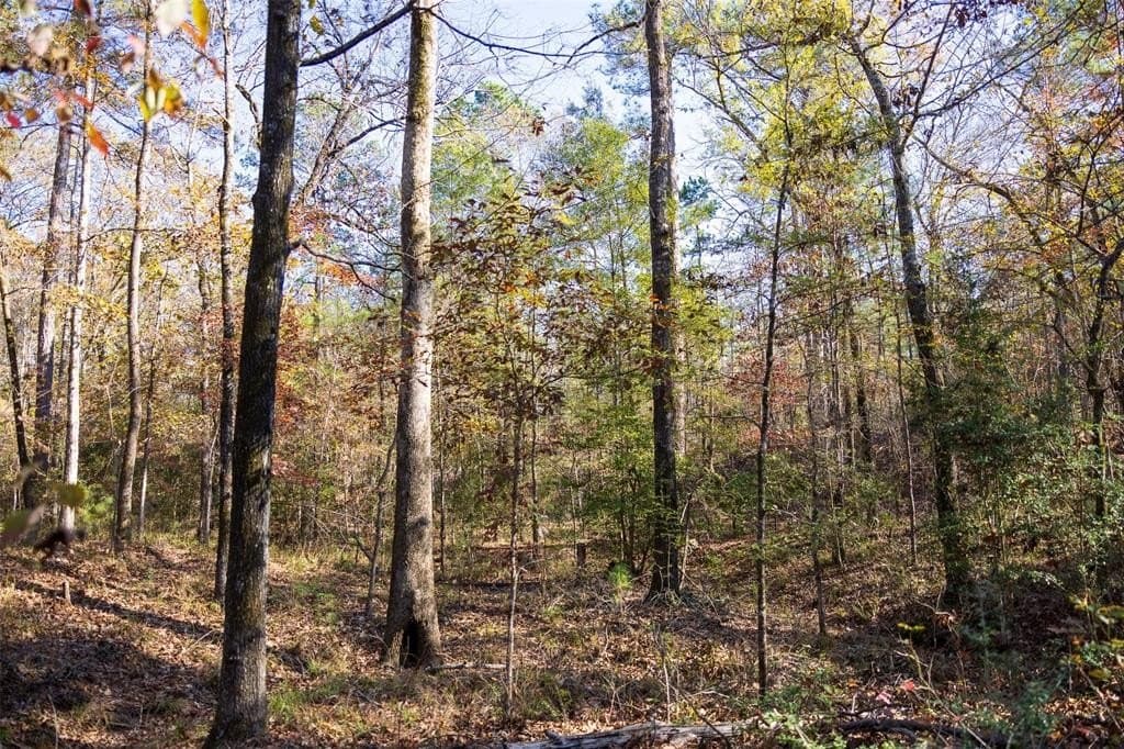 70 acres in Houston County - photo 17