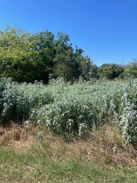 0 acres in Texas County - photo 3
