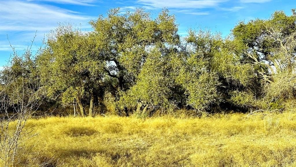14.03 acres in Comanche County - photo 6