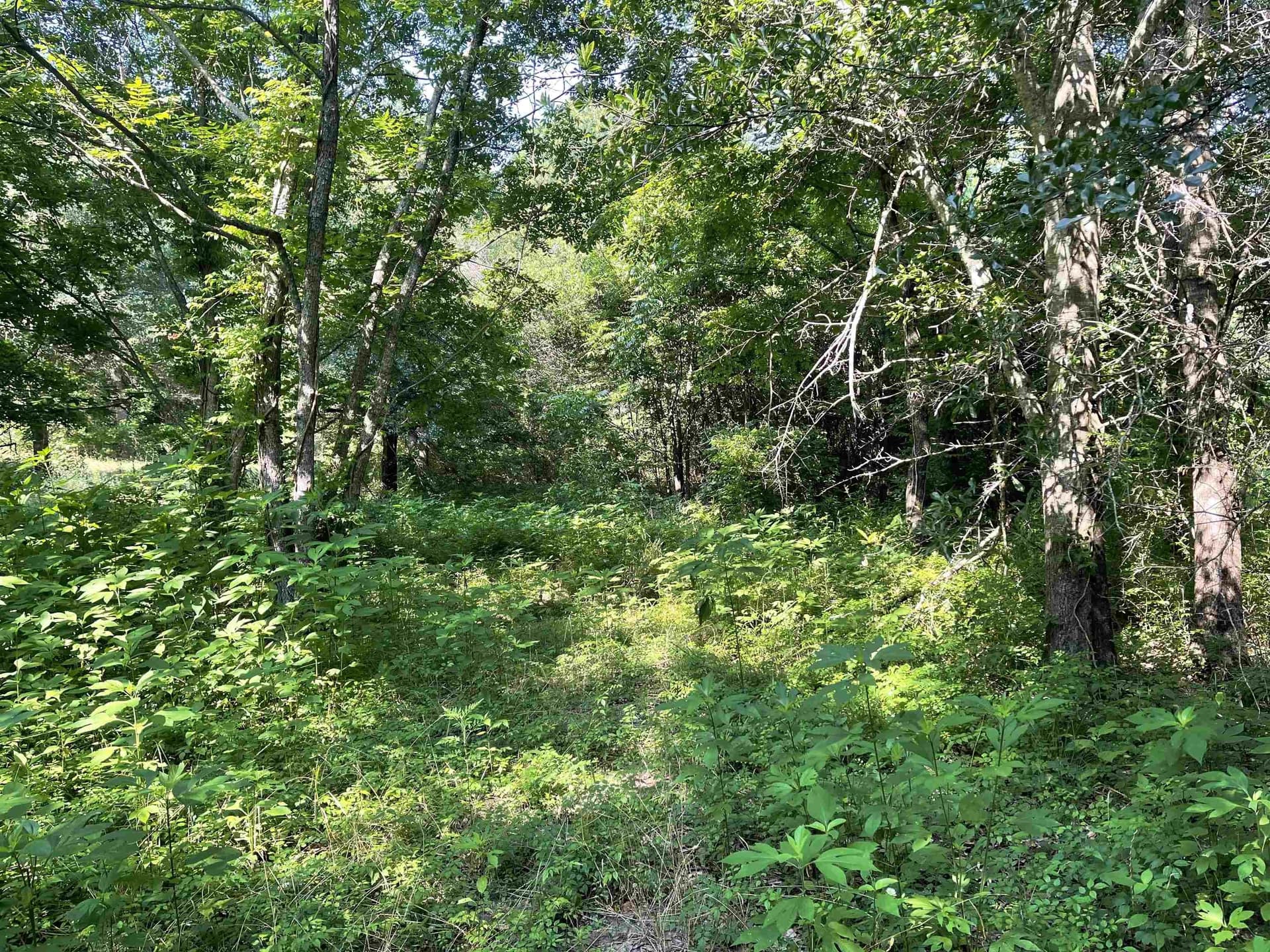 19.86 acres in Wood County - photo 3