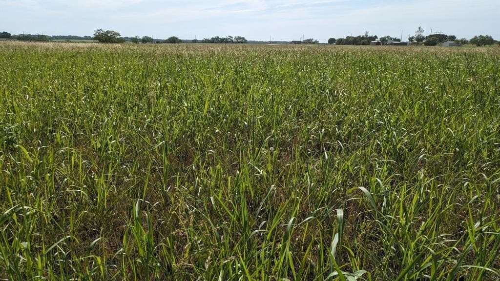 11.8 acres in Callahan County - photo 6