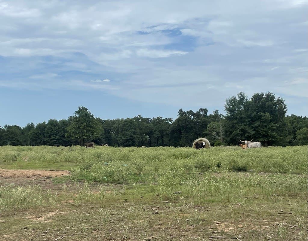 14.31 acres in LIMESTONE County - photo 7
