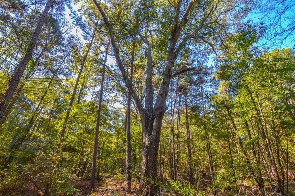 53 acres in Henderson County - photo 3