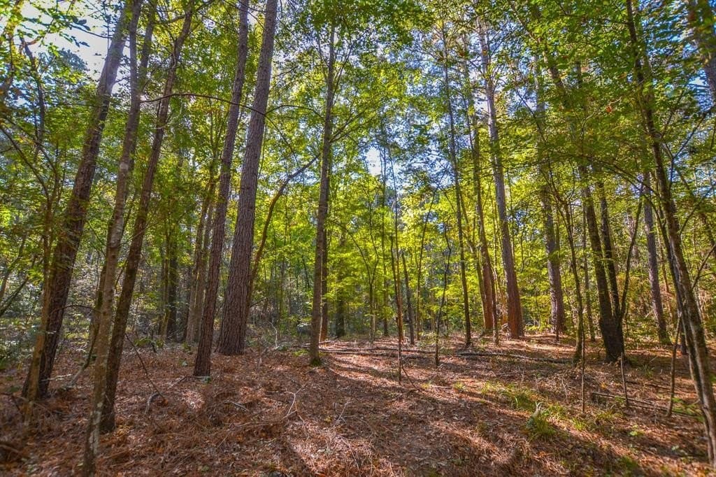 53 acres in Henderson County - photo 4