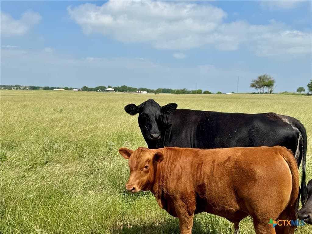 12 acres in Bell County - photo 16