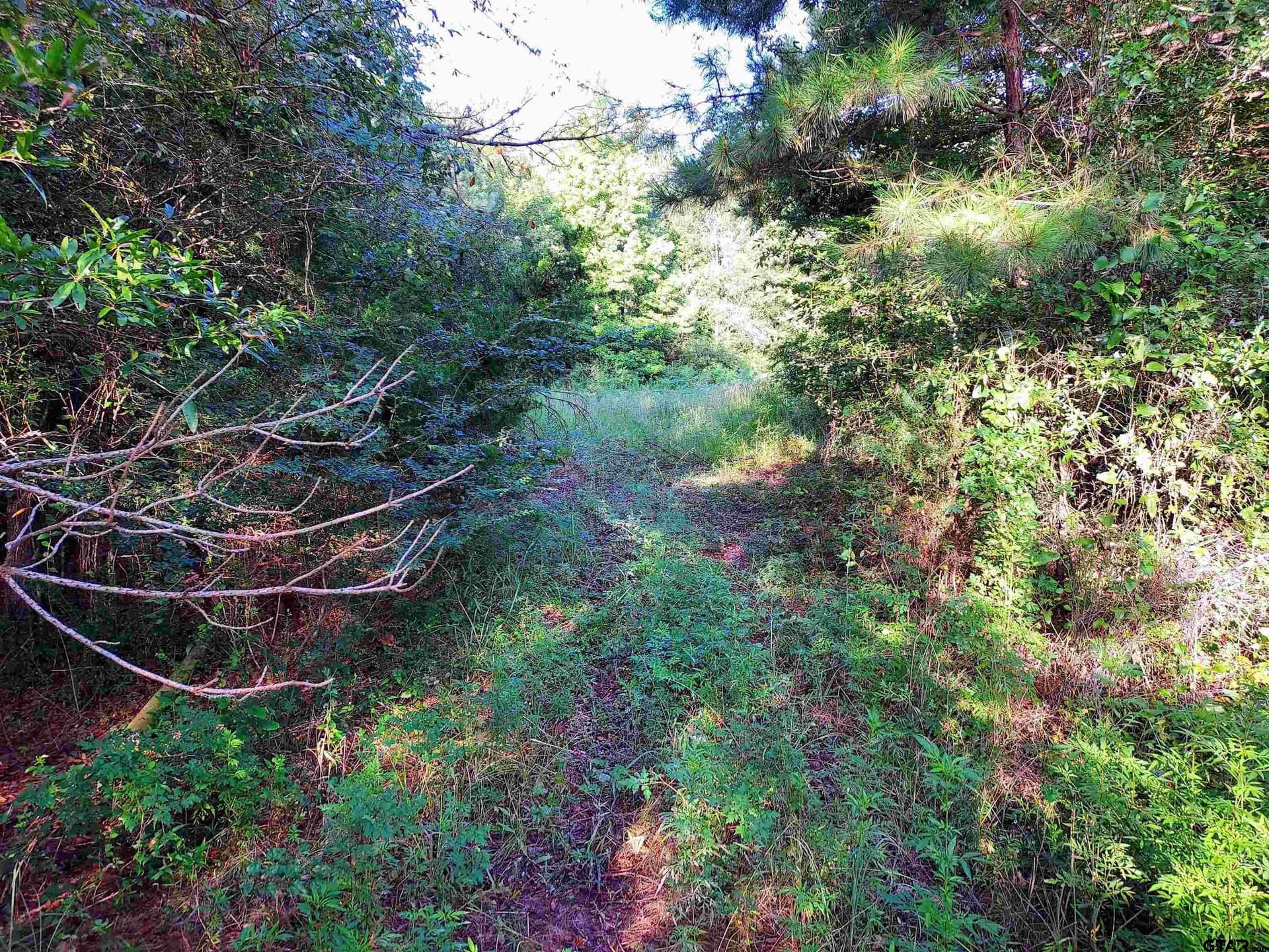 10.62 acres in Wood County - photo 6