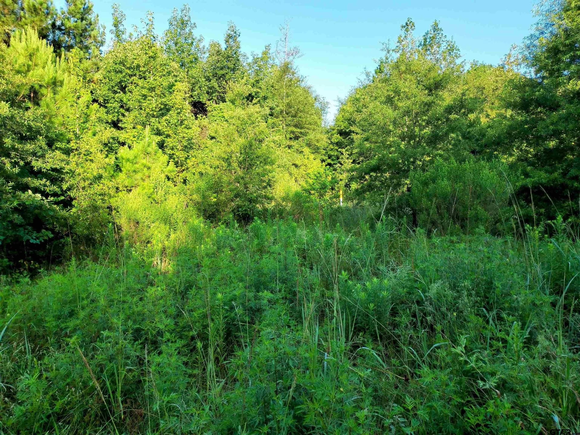 10.62 acres in Wood County - photo 5