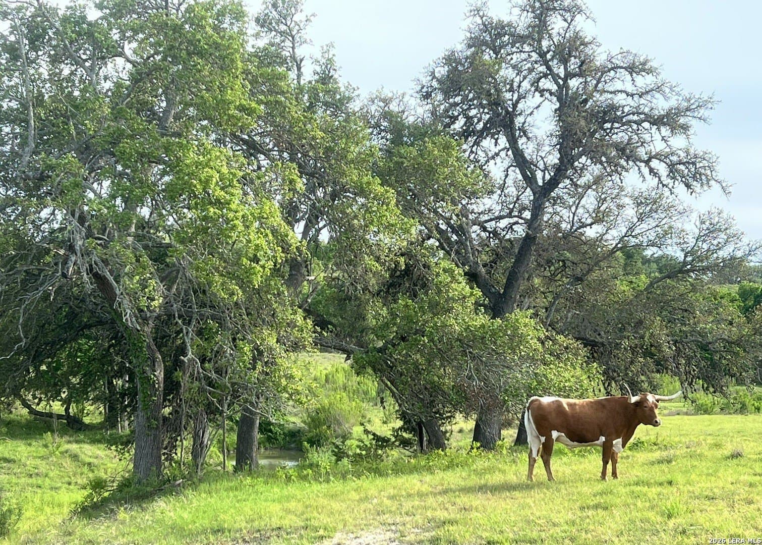 5.56 acres in Blanco County - photo 4