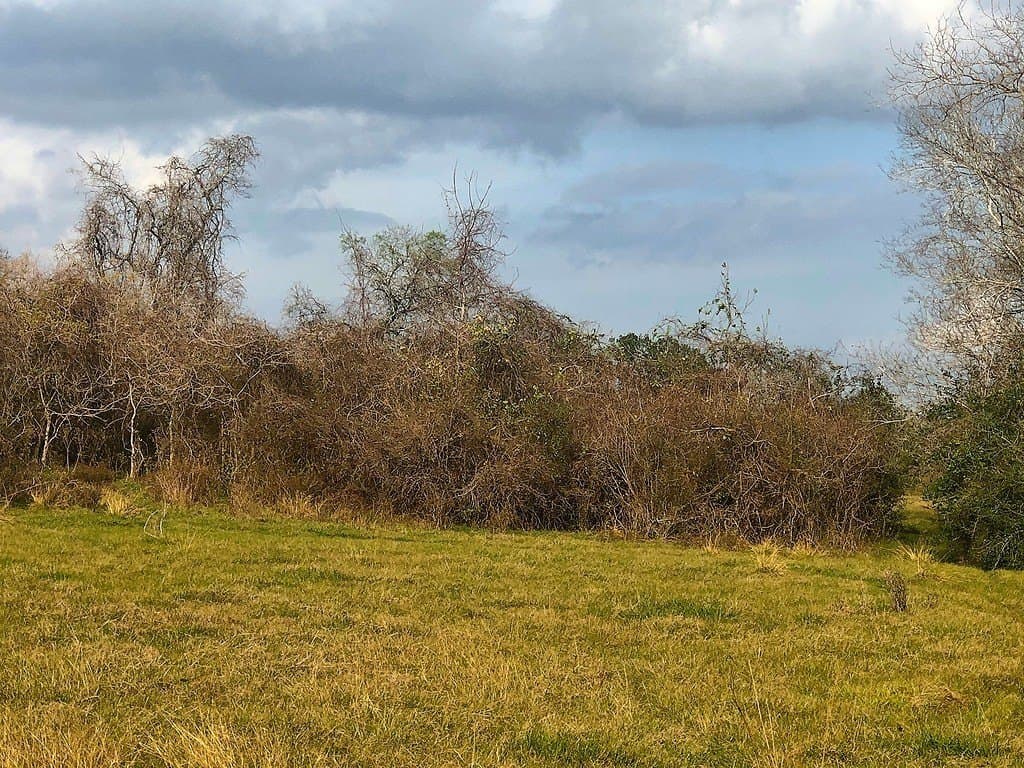 26 acres in Lavaca County - photo 3