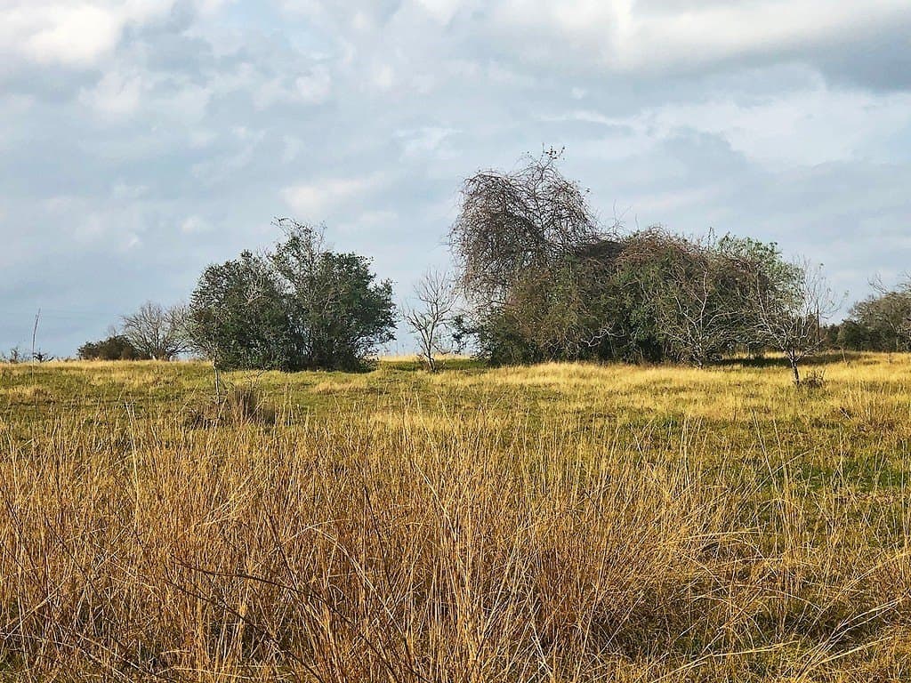 26 acres in Lavaca County - photo 5