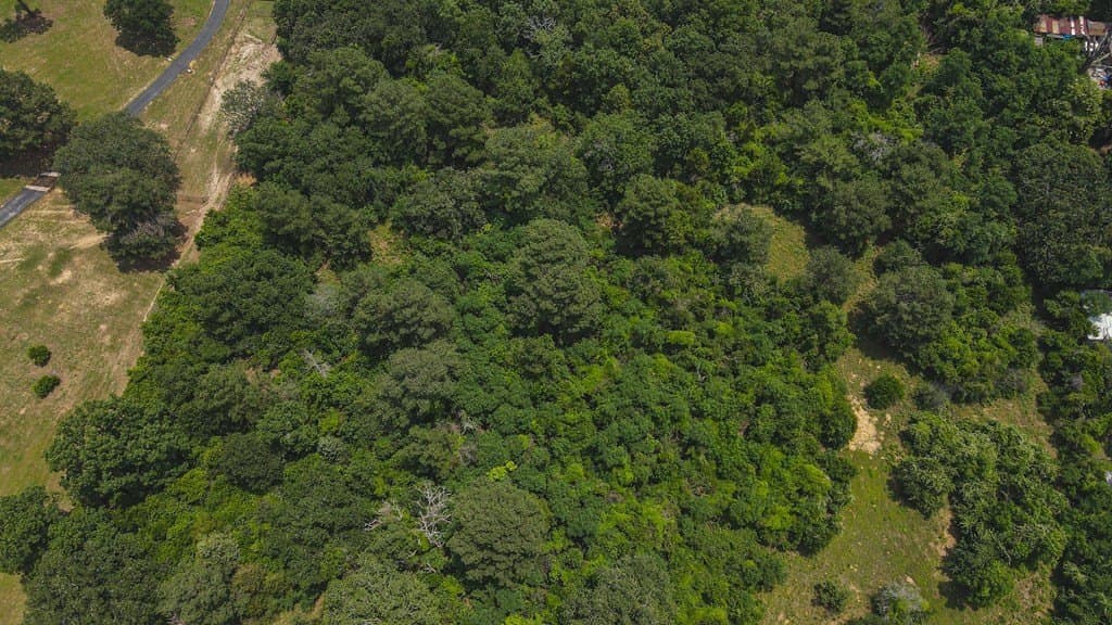 15 acres in Henderson County - photo 9
