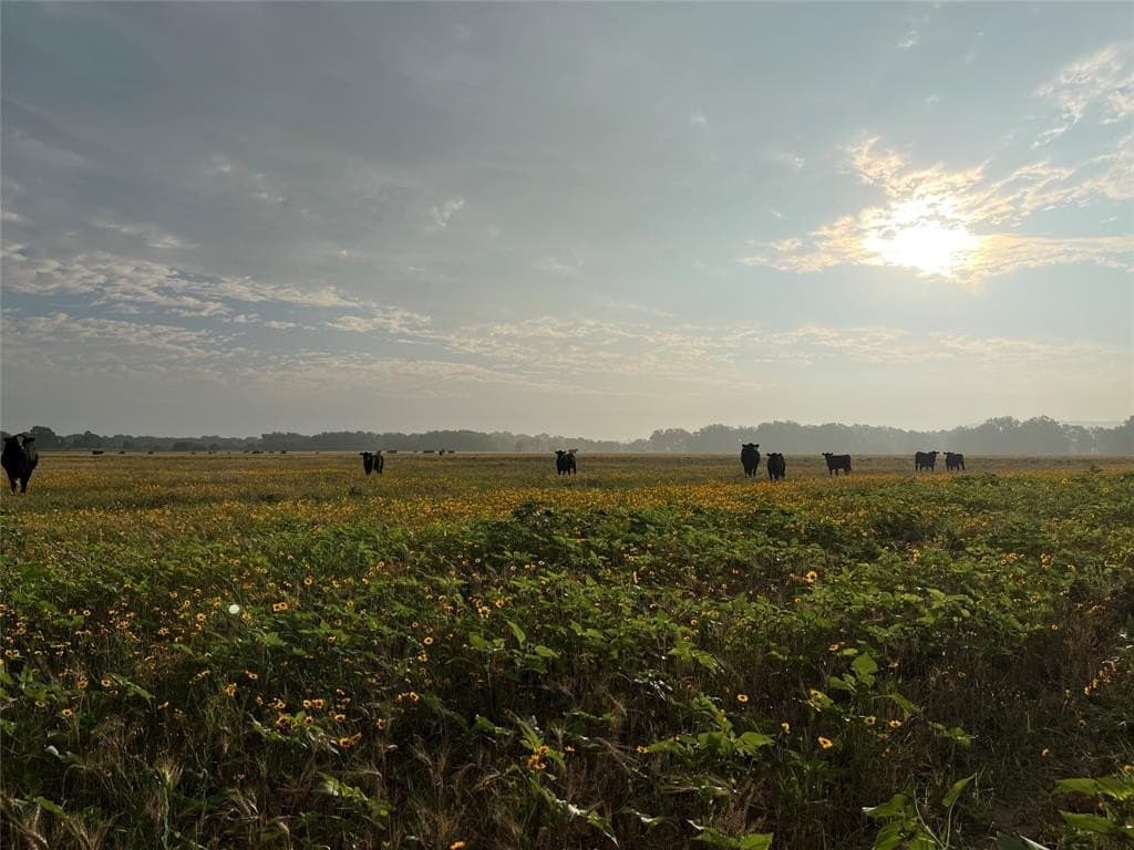 55.9 acres in Taylor County - photo 9