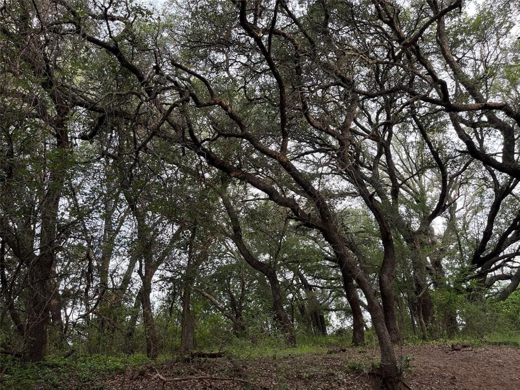 55.9 acres in Taylor County - photo 7
