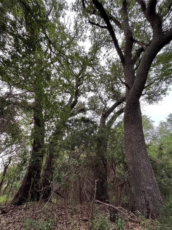 55.9 acres in Taylor County - photo 4