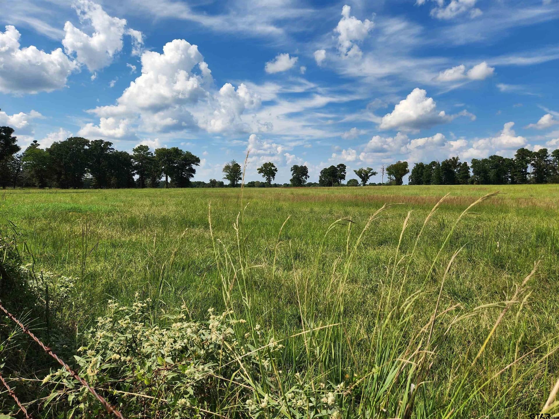 4 acres in Titus County - photo 3