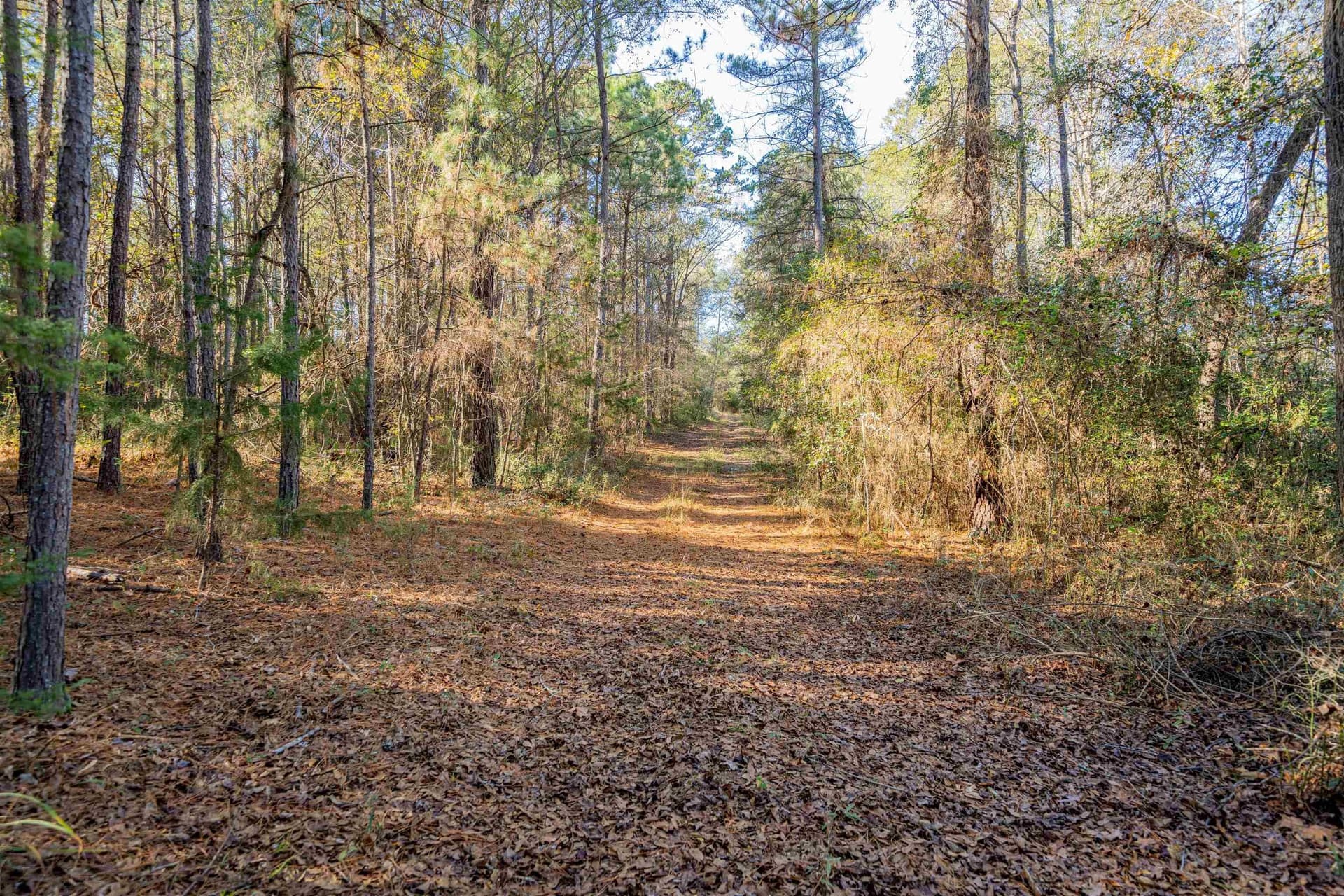 51.3 acres in Harrison County - photo 10