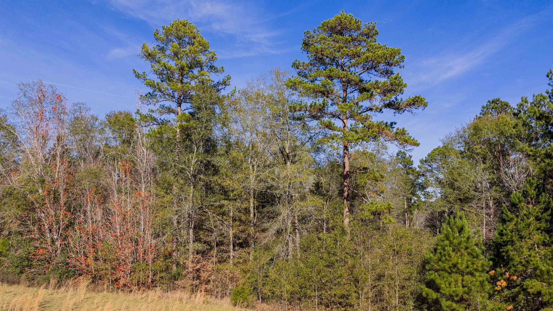 51.3 acres in Harrison County - photo 12