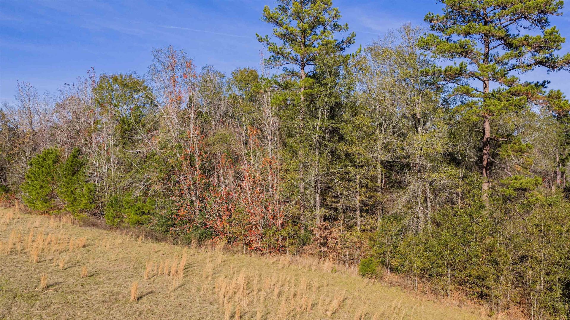 51.3 acres in Harrison County - photo 13