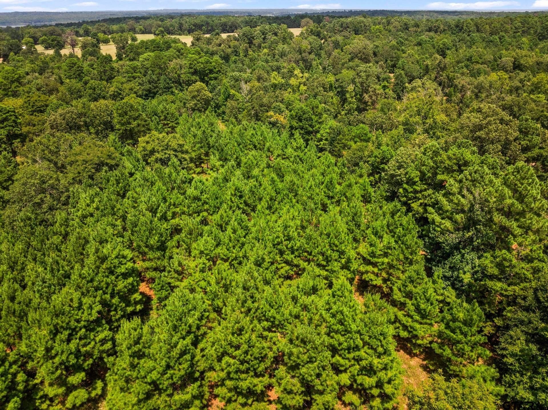 13.4 acres in Camp County - photo 16