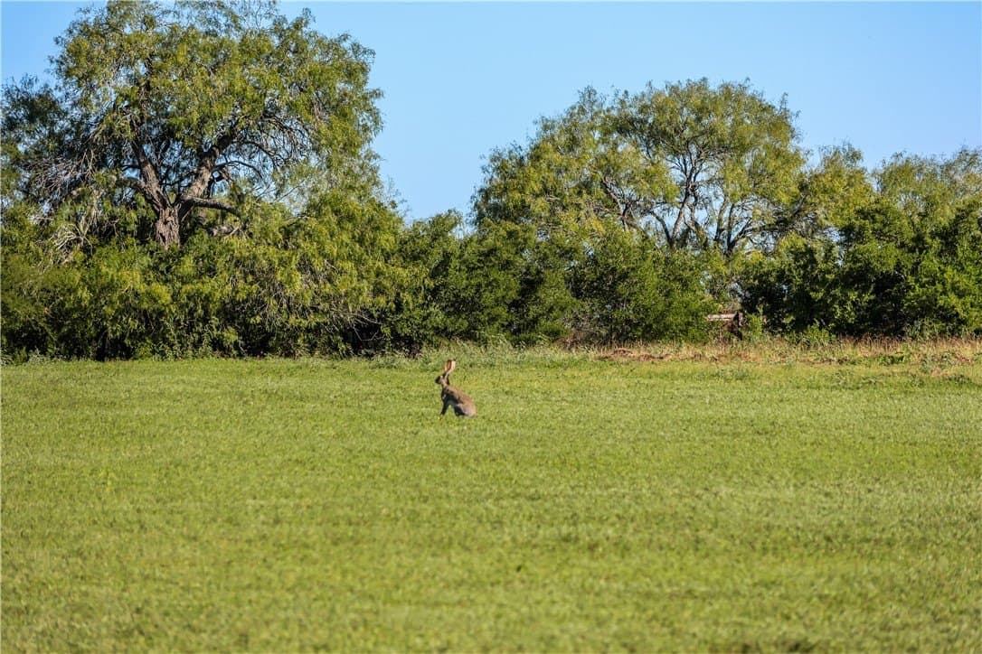 18.25 acres in Jim Wells County - photo 5