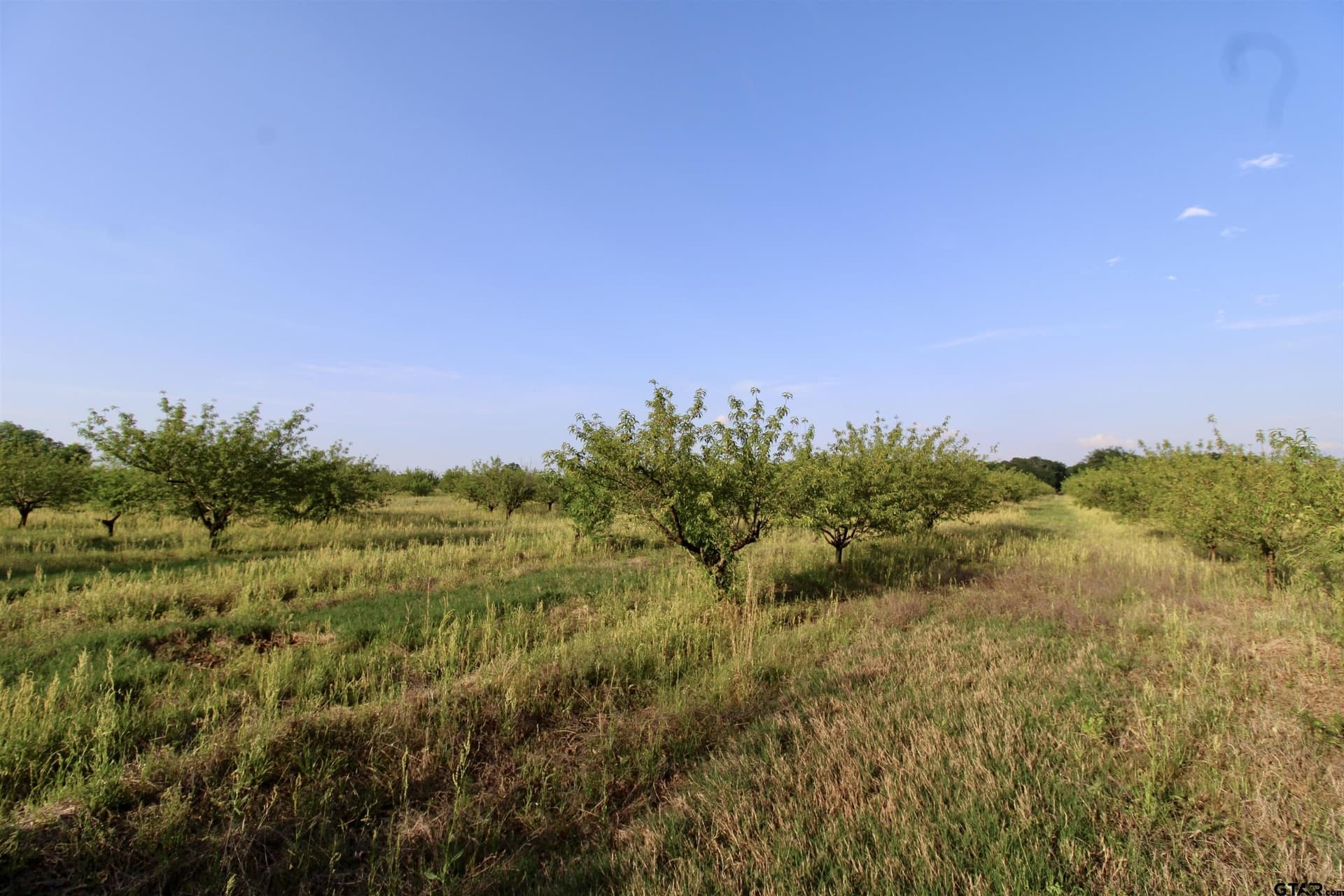 0.8 acres in Camp County - photo 5
