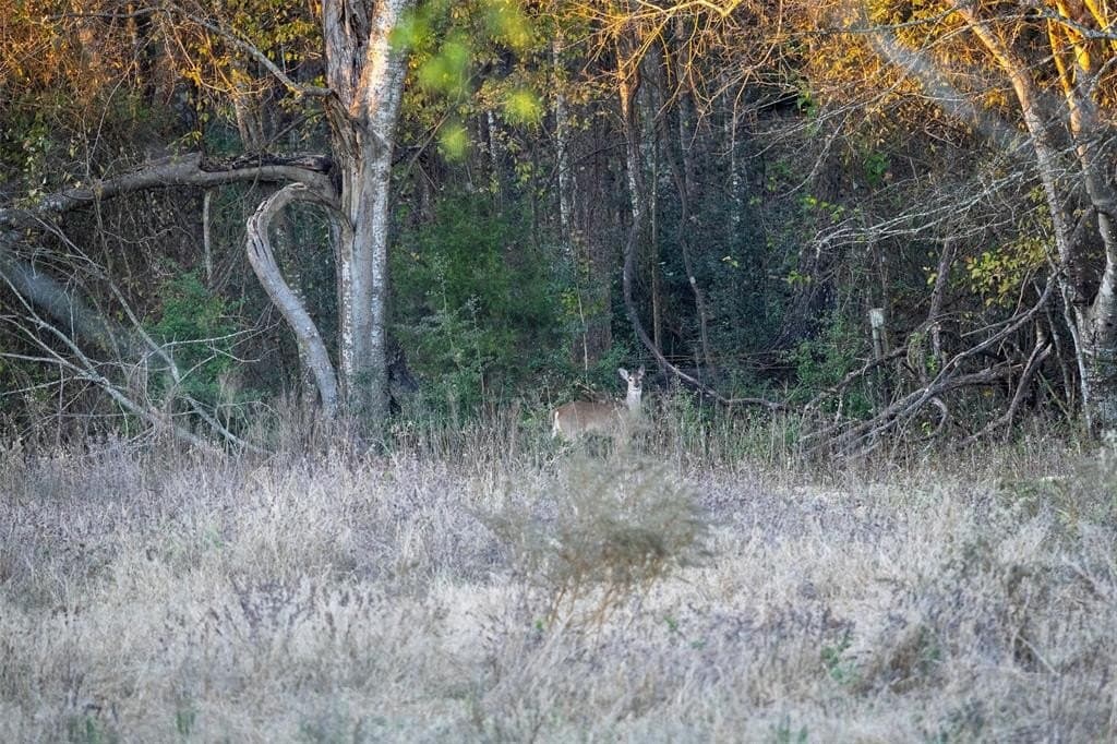 189.17 acres in Rusk County - photo 13