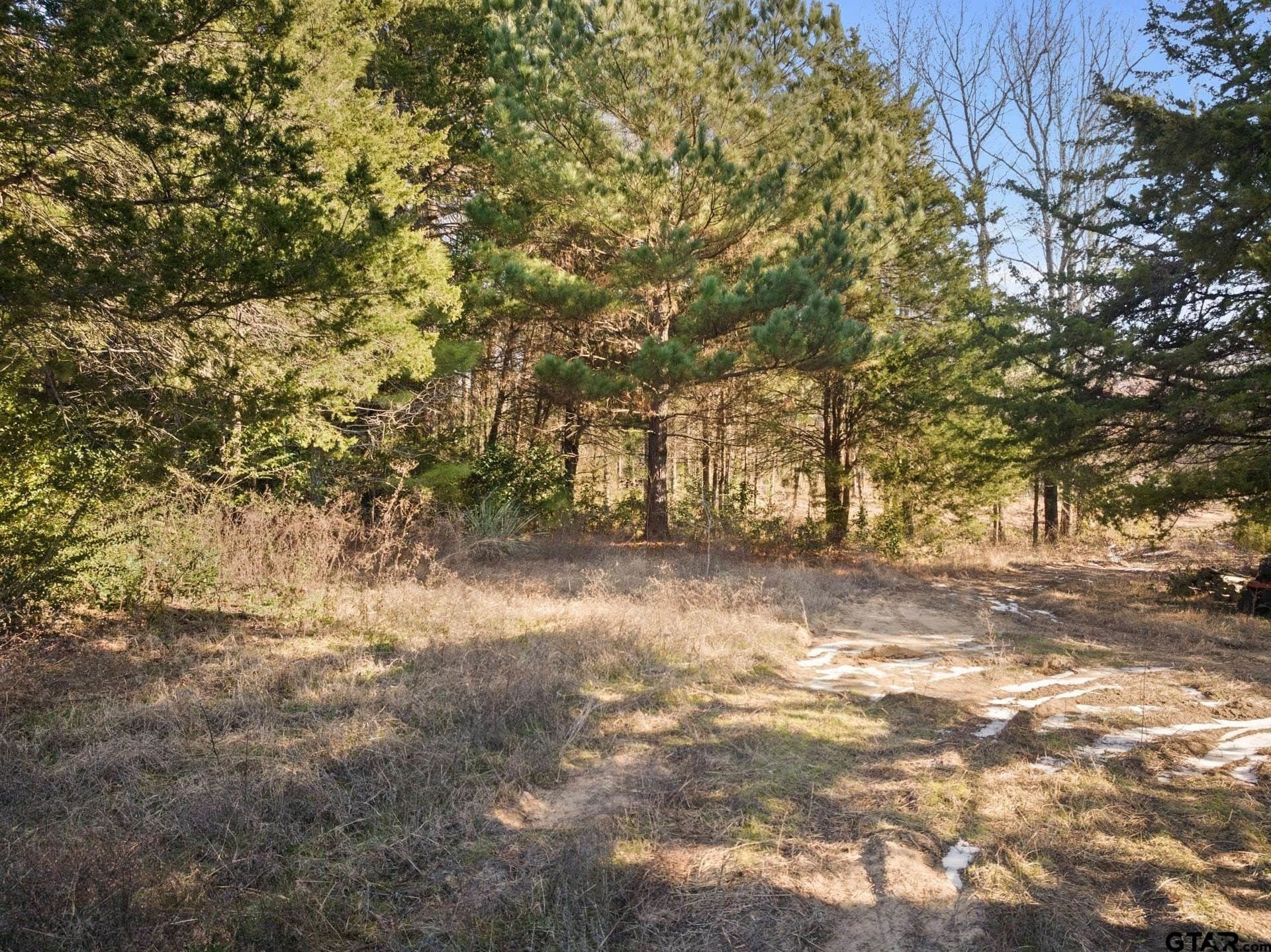 4.1 acres in Titus County - photo 8