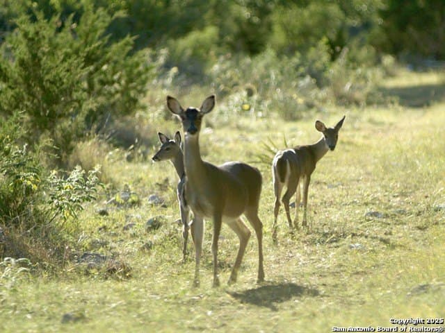 1.17 acres in Comal County - photo 23