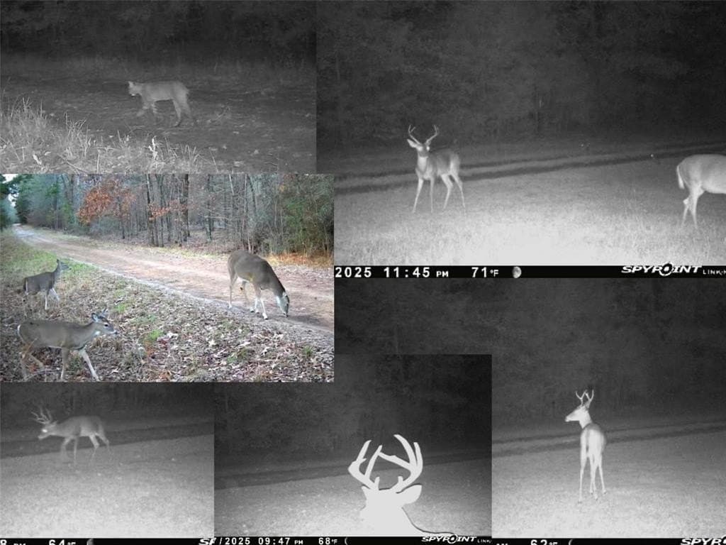 500 acres in Panola County - photo 16
