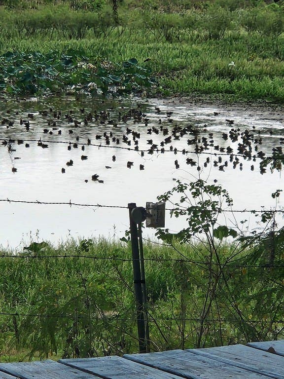 79.76 acres in Lavaca County - photo 28